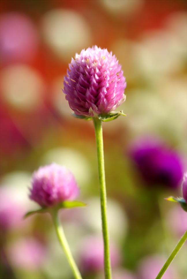 Gomphrena Globosa
